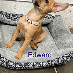 Thumbnail photo of Edward #1