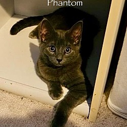 Thumbnail photo of Phantom #2