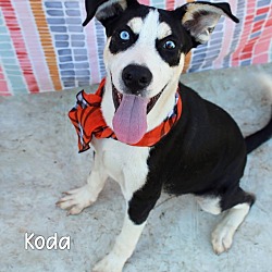 Thumbnail photo of Koda #1