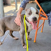 adopt a pet