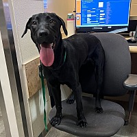 adopt a pet