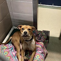 adopt a pet