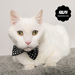 Thumbnail photo of Ralph- UPDATE!! #1