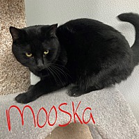Photo of Mooska