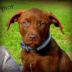 Thumbnail photo of Dior~adopted! #1