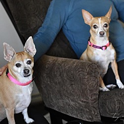 Thumbnail photo of Tiny (Bonded with Penny, must be adopted together) #2