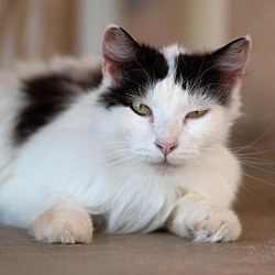 Thumbnail photo of Kenobi #1