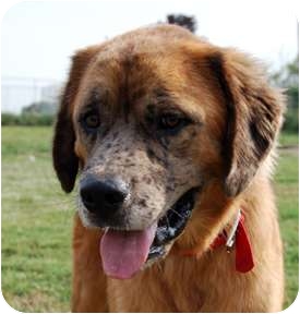 Kansas City Mo Leonberger Meet Tucker A Pet For Adoption