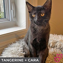 Photo of Tangerine (bonded with Cara)