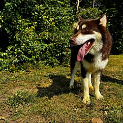 Thumbnail photo of husky #4