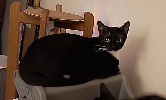 Stella