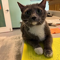 adopt a pet