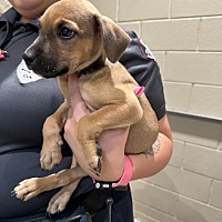 adopt a pet