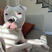 adopt a pet