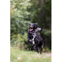adopt-pet