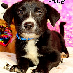 Thumbnail photo of Ace~adopted! #1