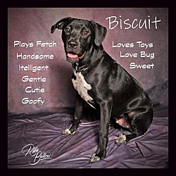 Thumbnail photo of Biscuit #1