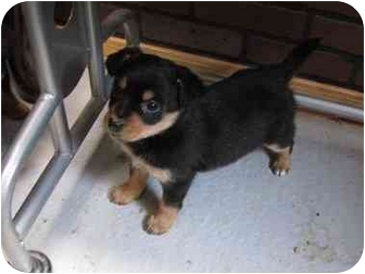 mini pinscher mix puppy