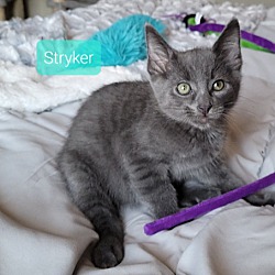 Thumbnail photo of ::: Bumper & Stryker ::: #4