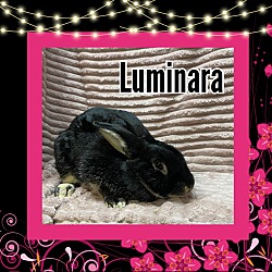 Photo of Luminara