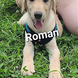 Photo of Roman