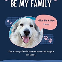 adopt a pet
