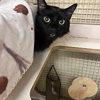 adopt-pet