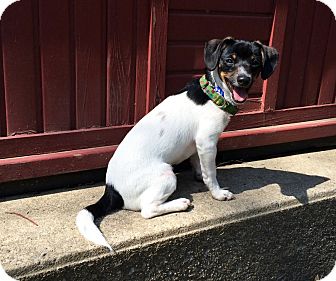 Sammensætning Korrespondent Juster Mentor, OH - Rat Terrier. Meet KENO***12 WEEKS OLD & 6 LBS!! a Pet for  Adoption - AdoptaPet.com
