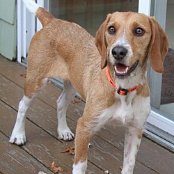 Thumbnail photo of Buster the Beagle #2