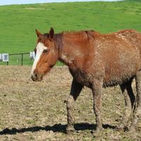 San Luis Obispo County Animal Services Division in San ...