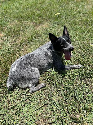 Lebanon, Tn - Blue Heeler Terrier (unknown Type, Medium). Meet Mika A 