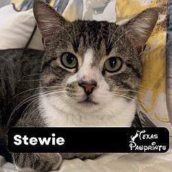 Photo of Stewie