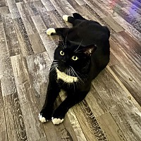 adopt a pet