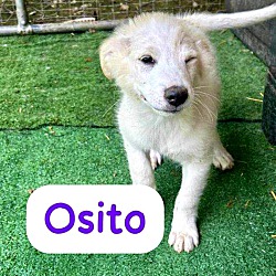 Photo of Osio