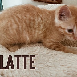 Photo of Latte