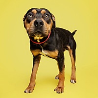 adopt a pet