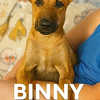 adopt a pet