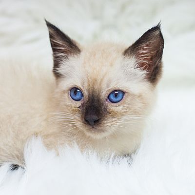 siamese kittens for adoption in florida