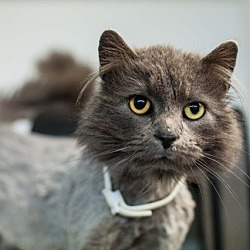Siberian Kittens For Sale In Wisconsin Adoptapet Com