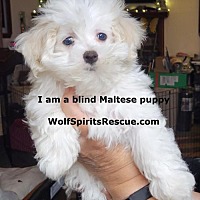 Wolfspirit S Toy Breed Puppymill Rescue In Akron Ohio