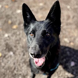 Photo of Merlin