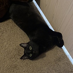 Photo of Onyx