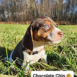 Thumbnail photo of Chocolate Chip (C.C.) #3