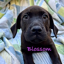 Photo of Blossom