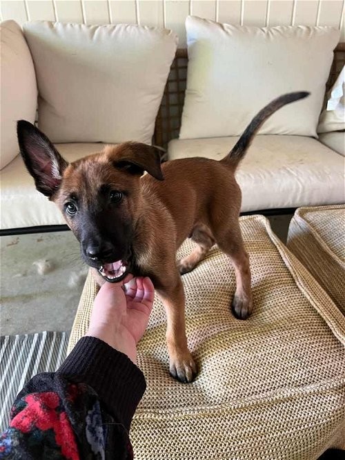 Adopt Zane (NYSarah) a Belgian Malinois / Mixed dog in Sherburne, NY