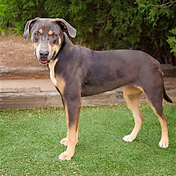 Thumbnail photo of Ethereal Ms Erin ~ Beautiful Blue Lacy ! #4