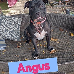 Photo of Angus