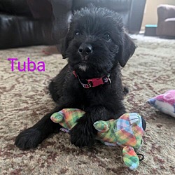 Thumbnail photo of Tuba #1