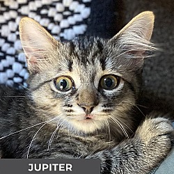 Thumbnail photo of Jupiter #3