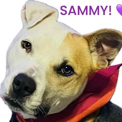 Thumbnail photo of Sammy #4